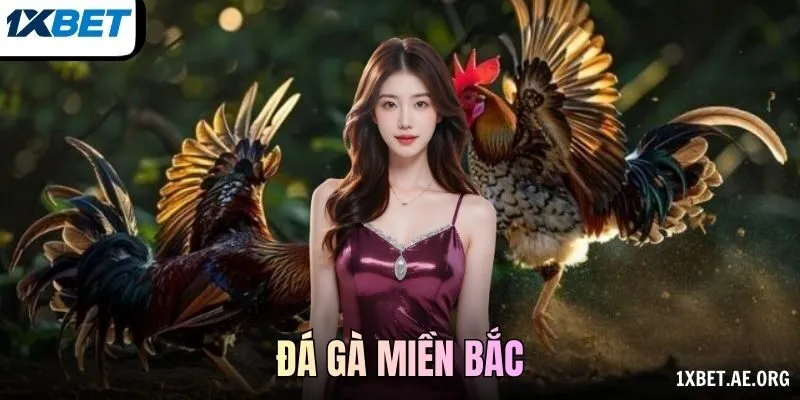 Đá gà miền Bắc