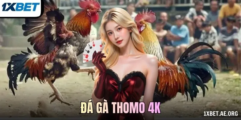 Đá gà Thomo 4K