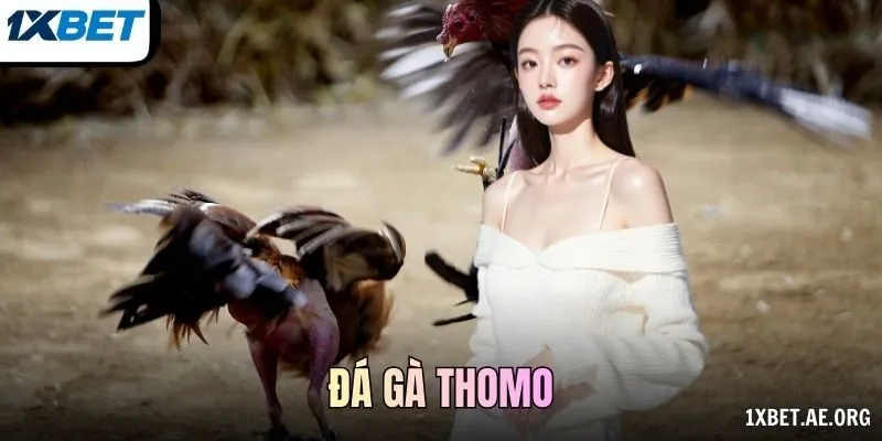 Đá gà Thomo